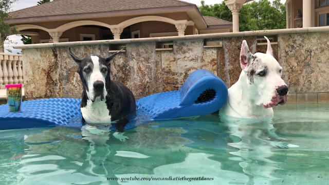 are great danes good swimmers