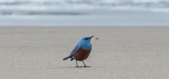 
Photographer accidentally snaps rare bird in Oregon: 'It's mind-blowing'