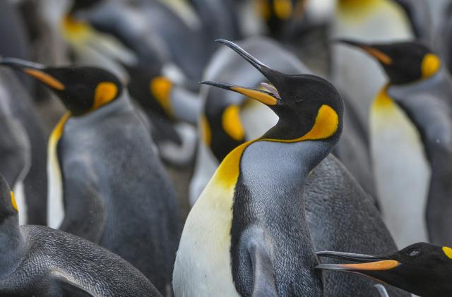 VOLUNTEER POINT, FALKLAND ISLANDS   FEBRUARY 12:
King penguins closely guard their space as a large colony nests on Friday, February 12, 2016, on Volunteer Point, Falkland Islands.  King penguins are the largest of the Falklands penguins, with the bulk of the islands' breeding adults concentrated almost entirely at Volunteer Point.  At an average height of just over three feet tall, King penguins are the second largest species of penguin.  Only the Emperor penguin is bigger.    
(Photo by Jahi Chikwendiu/The Washington Post via Getty Images)