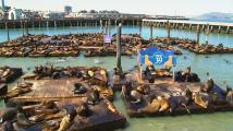 Record number of sea lions swarm SF's Pier 39, highest in 15 years