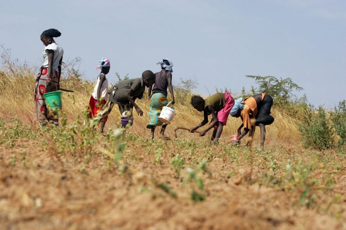 Afrique De L Ouest Les Paysans Se Mobilisent Pour La Biodiversite Agricole