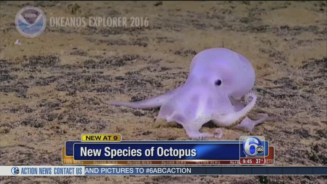 Scientists Possible new octopus species found near Hawaii