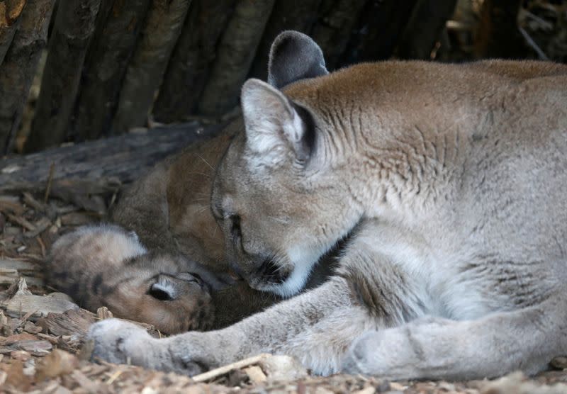 baby puma is called