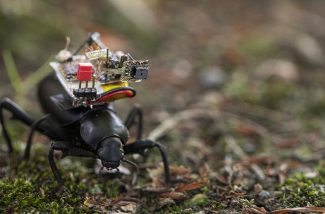 Caption: Researchers at the University of Washington have developed a tiny camera that can ride aboard an insect. Here a Pinacate beetle explores the UW campus with the camera on its back.
Credit: Mark Stone/University of Washington