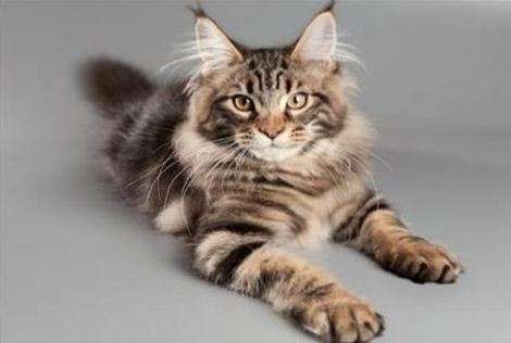 9 Most Expensive Cat Breeds