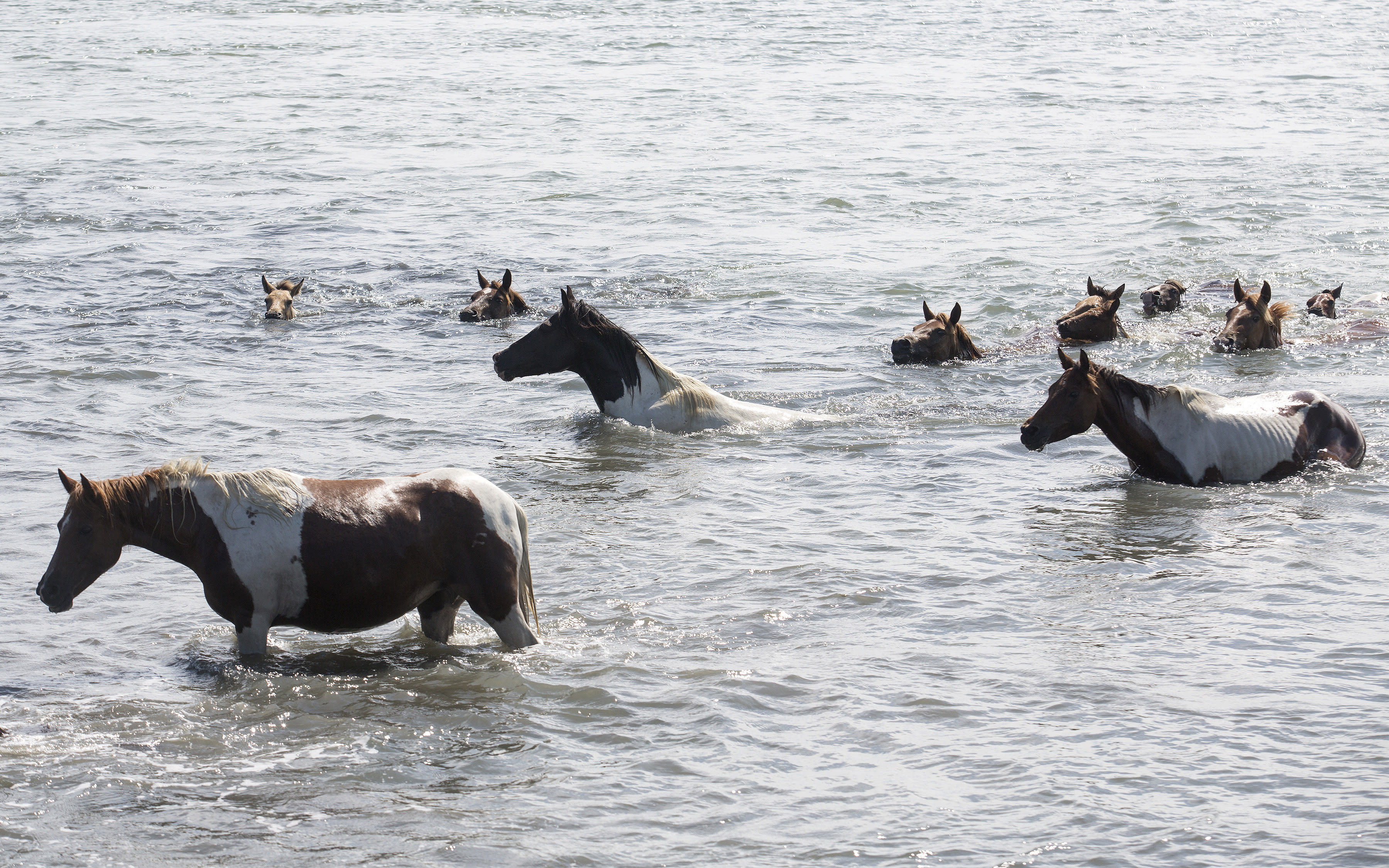 Crowds cheer ponies swimming to Chincoteague, Virginia