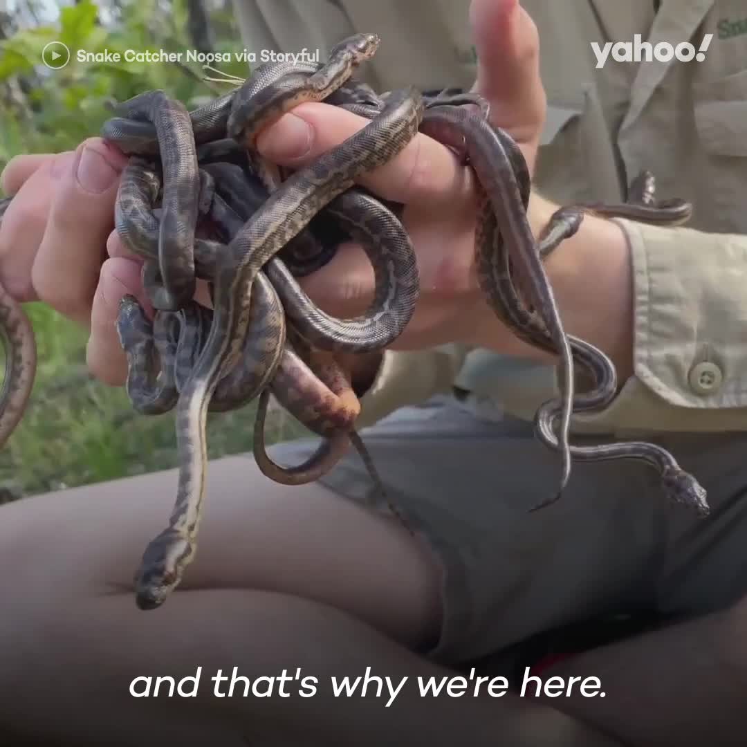 Melbourne resident finds deadly tiger snake in toilet bowl