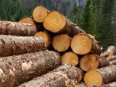 It's A Story Of Risk Vs Reward With Conifex Timber Inc. (TSE:CFF)