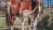 4-week-old horse missing from Boulder County farm