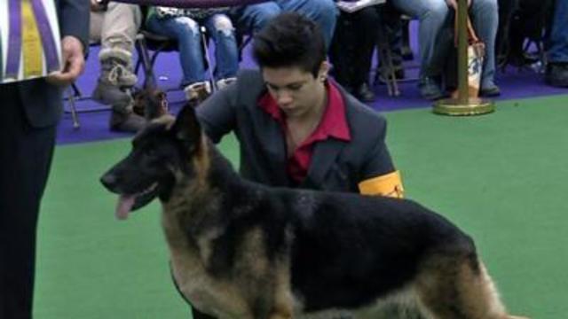 Westminster Dog Show Underway in New York