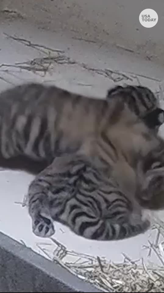 Ohio zoo announces gender of baby tiger twins