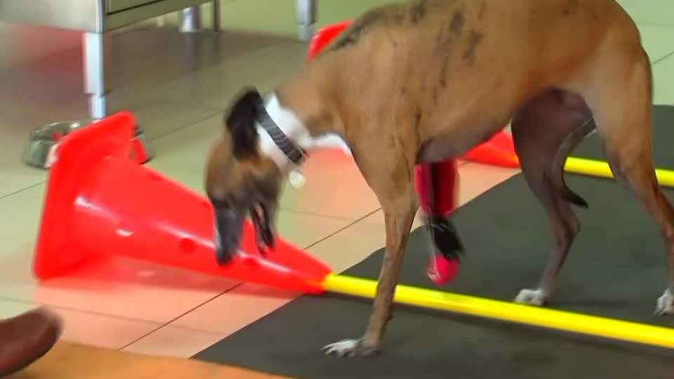 Dog gets 3D printed prosthetic leg