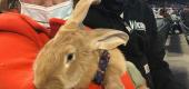 Kei Kato brought her therapy bunny named Alex to Thursday's San Francisco Giants game against the Miami Marlins in San Francisco. (AP Photo/Janie McCauley)