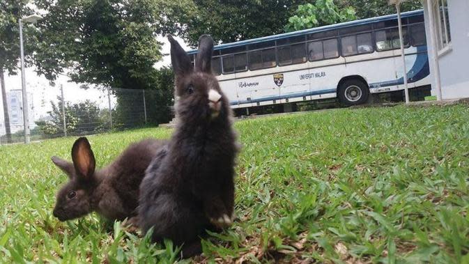 Bus Kampus Lawas  Diubah Jadi Penginapan Interiornya Bikin 