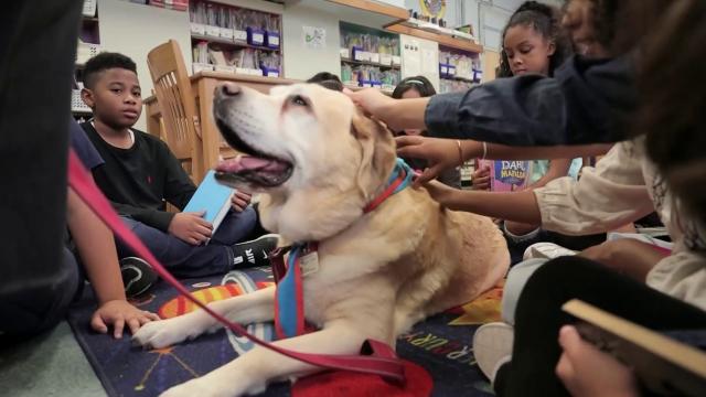 how to train a therapy dog