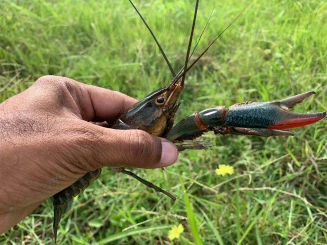 Invasive critters that can lay 1,000 eggs at a time are found in Texas. What to ..