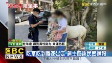 誰家的？迷你馬「逃家」上街壓馬路 模樣萌翻