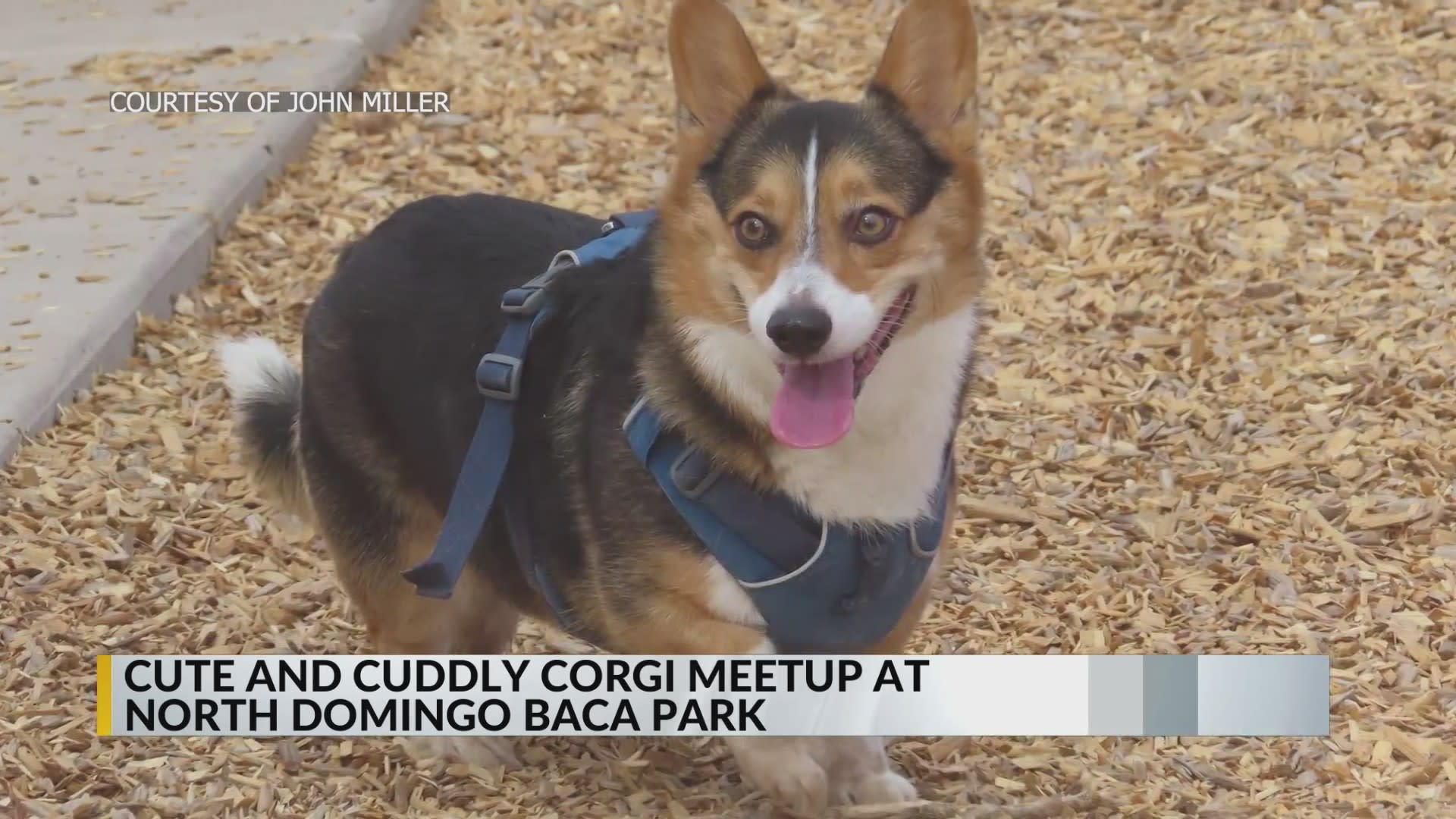 Hundreds of dogs and dog owners attend Bark in the Park at Tower Park in  Peoria Heights