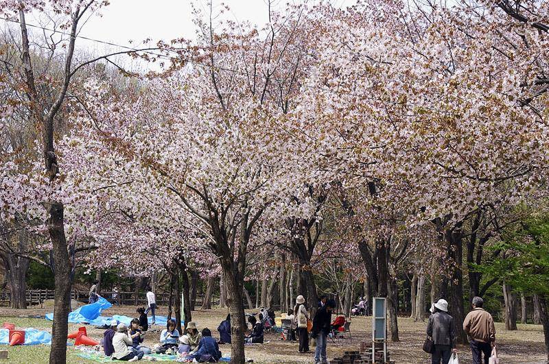 花季時旅客可自在地在圓山公園滿開的櫻花下烤肉野餐（照片來源：札幌觀光協會官網）https://goo.gl/4pgrtg