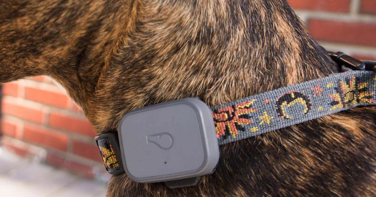 The best GPS for and dogs | Engadget