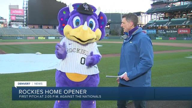 Milo and Dinger get ready for the Rockies' home opener - CU Denver News