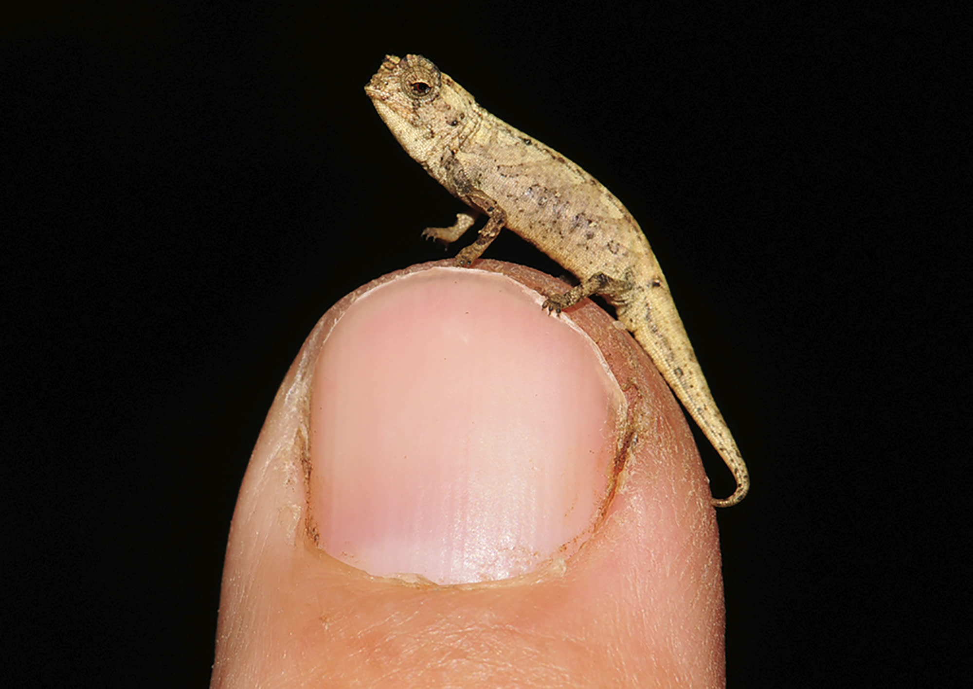 Tiny Chameleon A Contender For Title Of Smallest Reptile