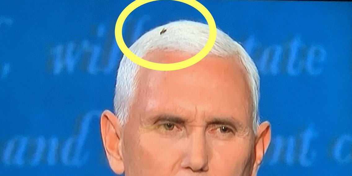A Fly Landed In Mike Pence's Hair During the VP Debate and Twitter Lost Its  Mind