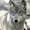 Enpa: mobilitazione senza precedenti per difendere i lupi