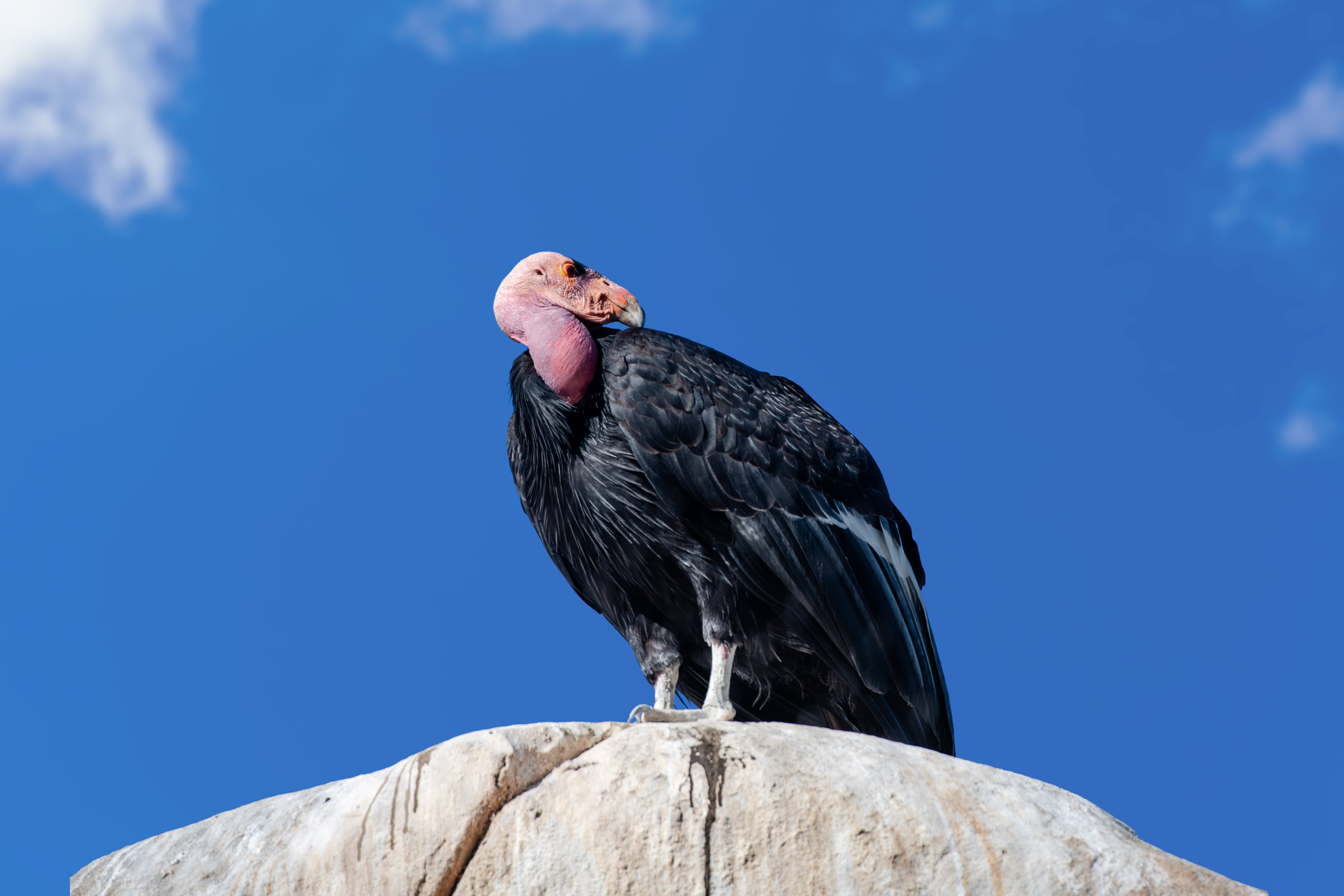 California Condor Population Rebounding After the Bird Species Nearly