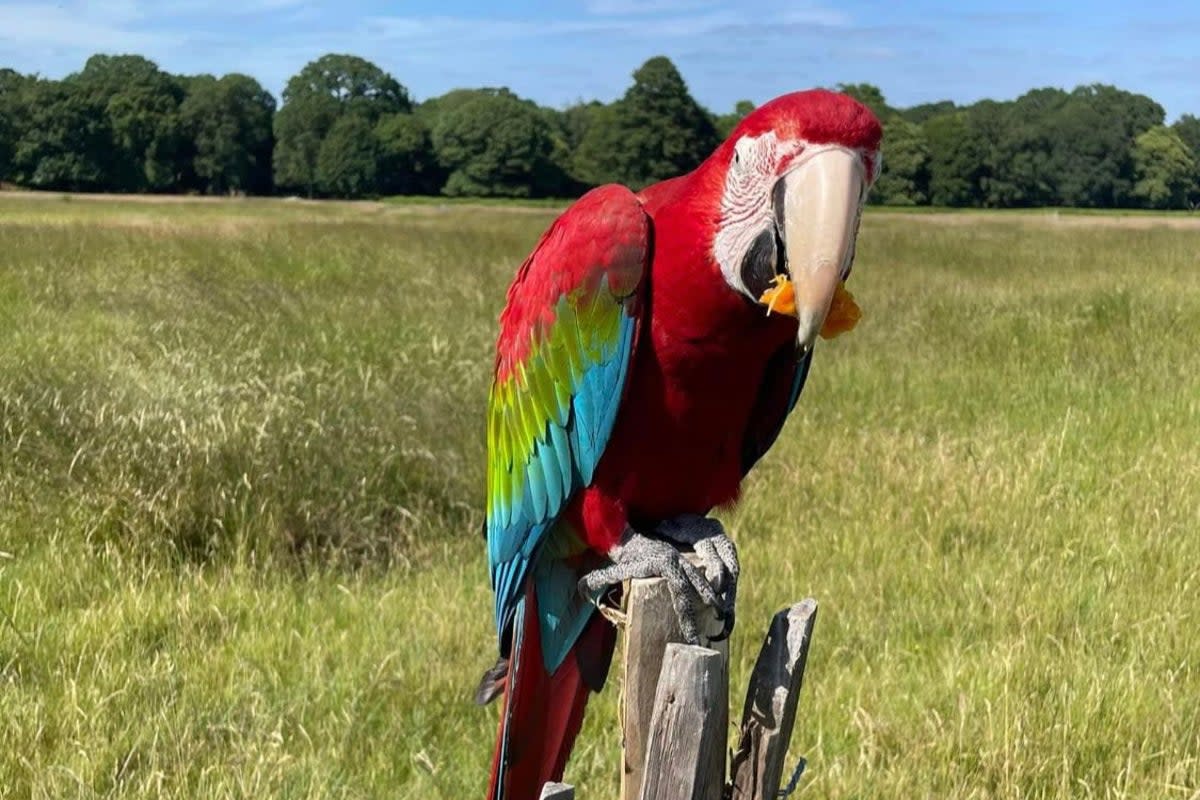 Ara bien-aimé volé à Richmond Park et mutilé par un renard