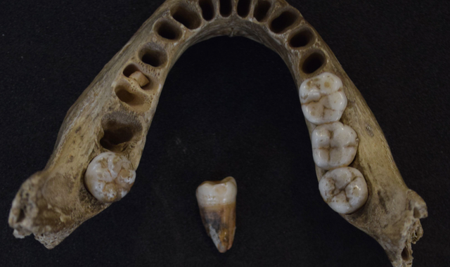 L’ADN humain britannique le plus ancien jamais analysé révèle qu’au moins deux groupes distincts sont arrivés au Royaume-Uni à la fin de l’ère glaciaire