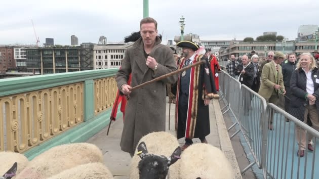 Hollywood star herds sheep over city of London bridge