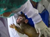 Why Big Pharma can’t quit the lab monkey business