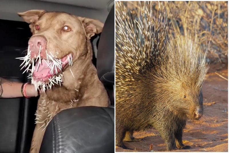 Pitbull mixes dueling porcupine! He was stabbed to death by “all arrows at once”