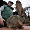 United Airlines denies staff accidentally froze Simon the giant rabbit