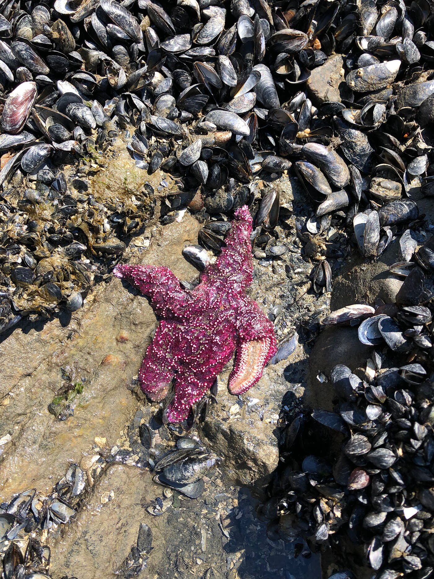 Millions Of Shellfish Boiled Alive Due To Pacific Northwest Heat Wave Harming Ecosystem And Businesses