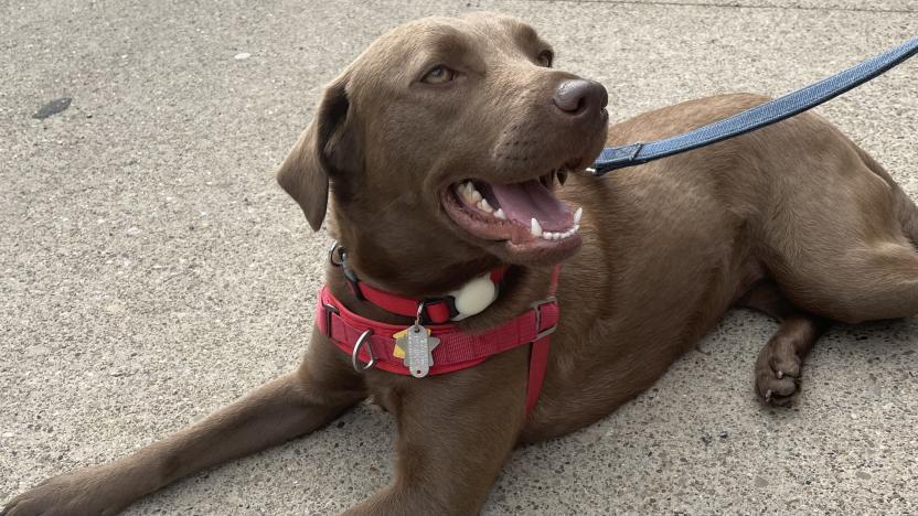 A brown dog laying on the sidewalk wears a red collar and harness. An Apple AirTag in a white case is attached to the collar.