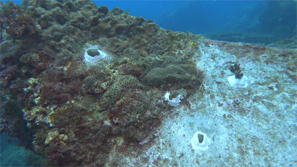 挖掘活珊瑚挨轟 海生館 合法珊瑚復育計畫
