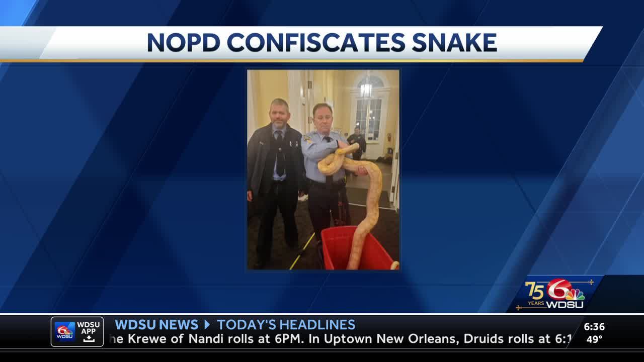 Snake captured in French Quarter