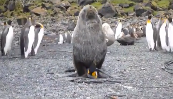 Why Are Seals Having Sex With Penguins