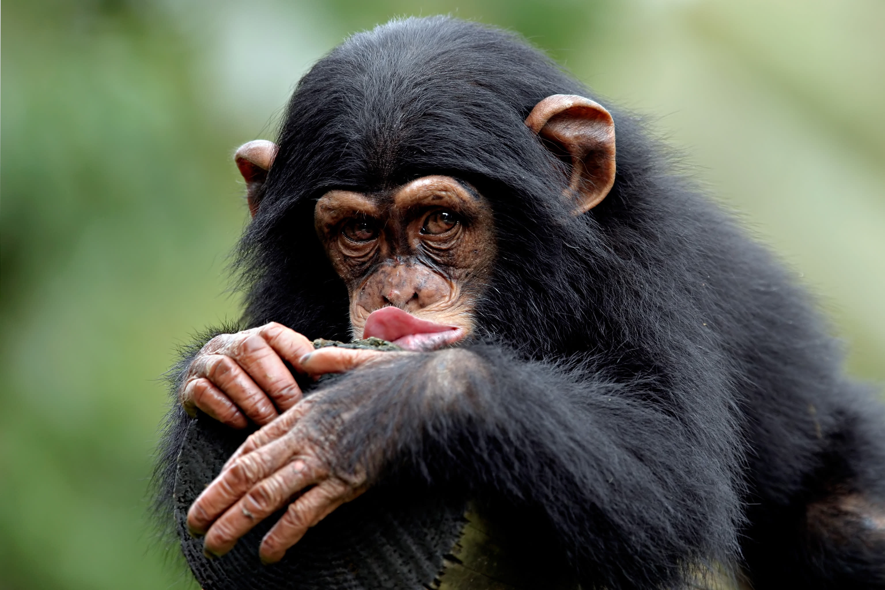 chimpanzee butt