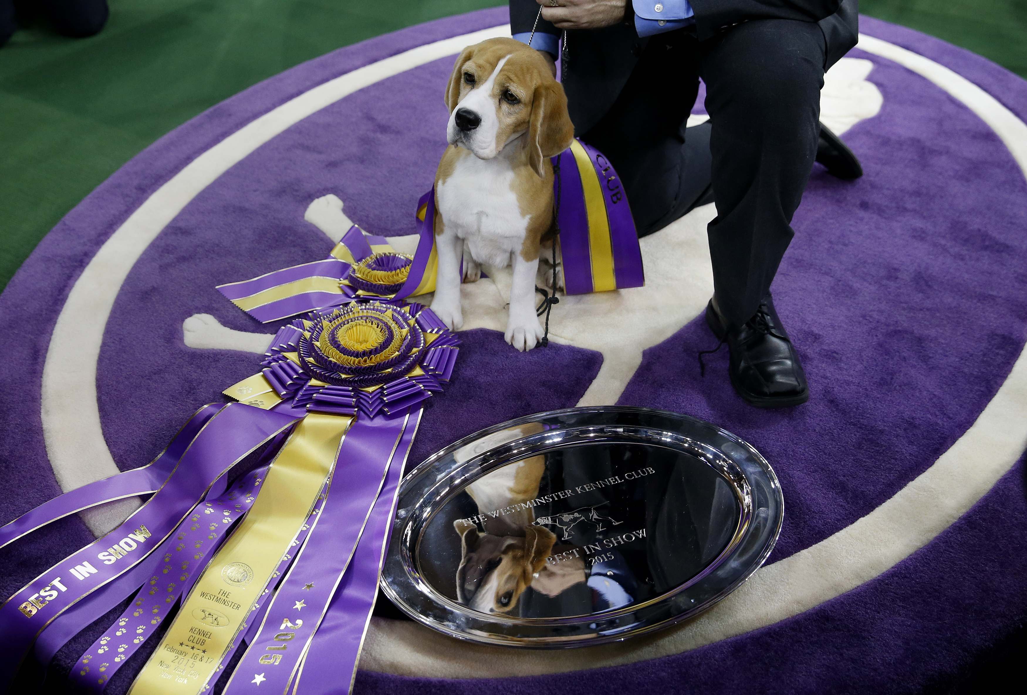 Beagle wins “Best in Show” at Westminster Kennel Club competition