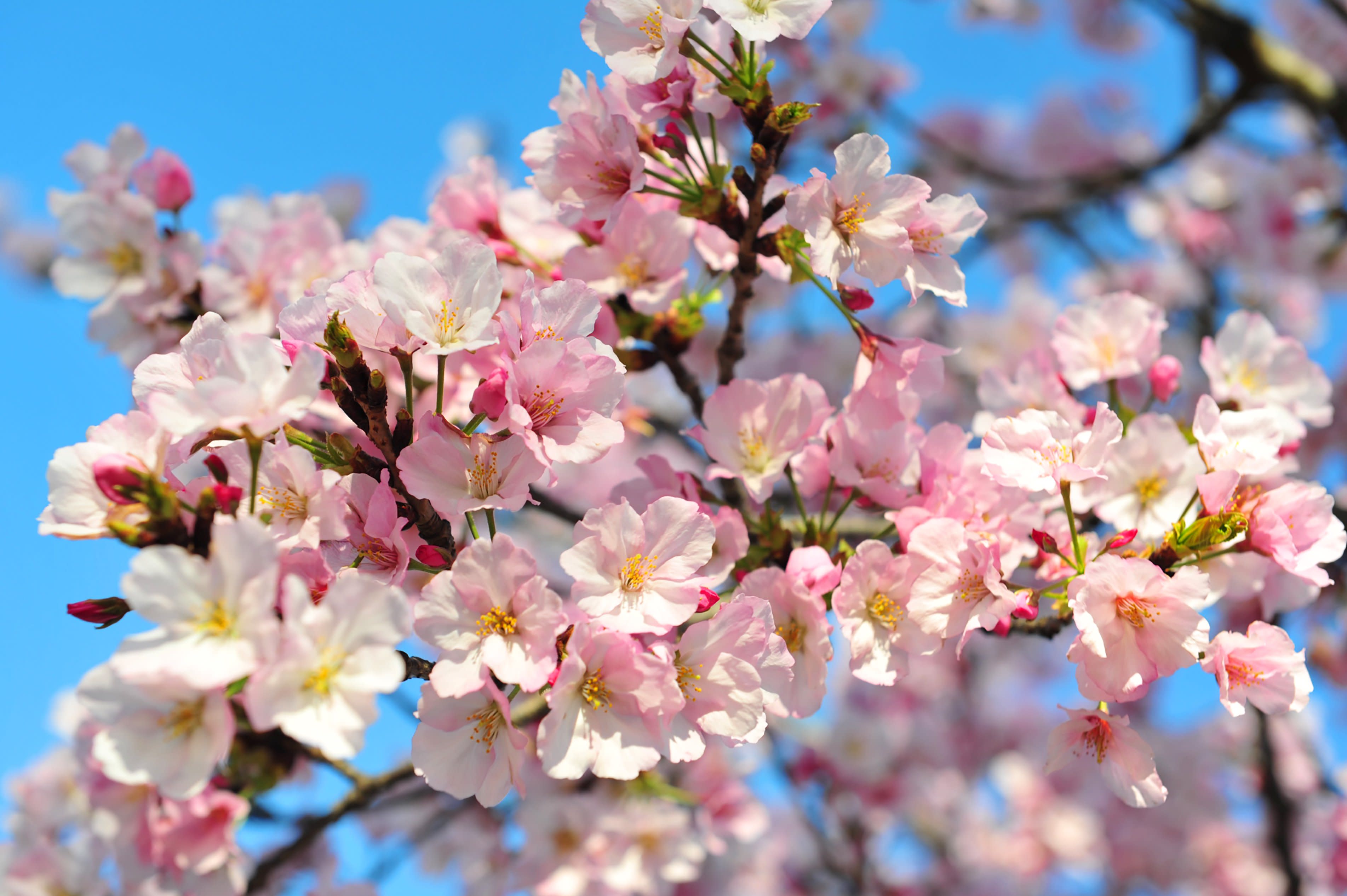 Springtime’s Cherry Blossoms Have a Dark Side