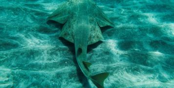 
Ocean predator missing since 1800s appears in fish net in Chile