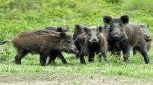 Caccia al cinghiale, nel Lazio si apre la stagione per squadre