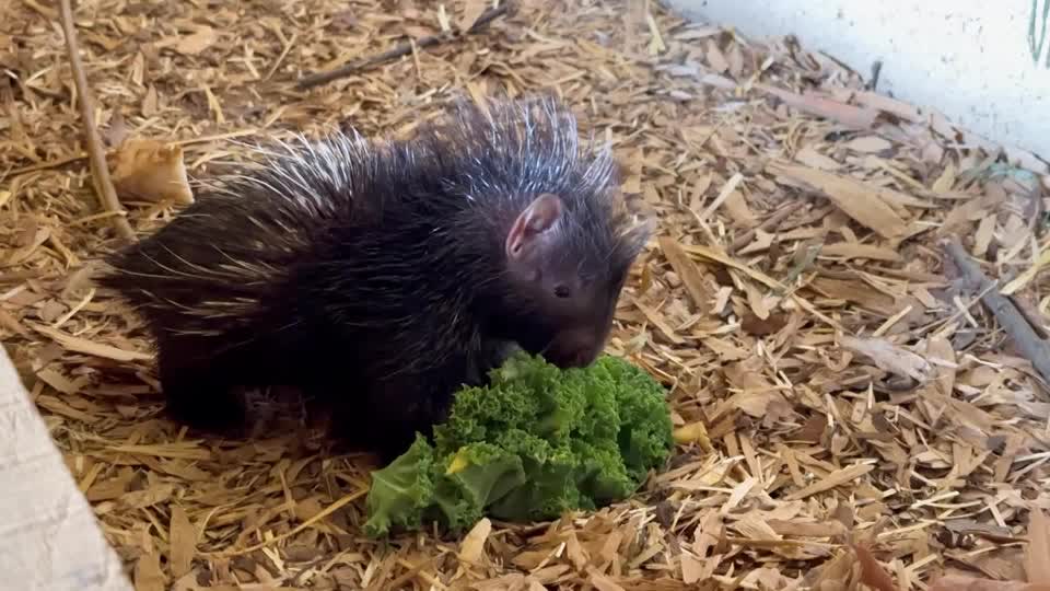 pregnant porcupine