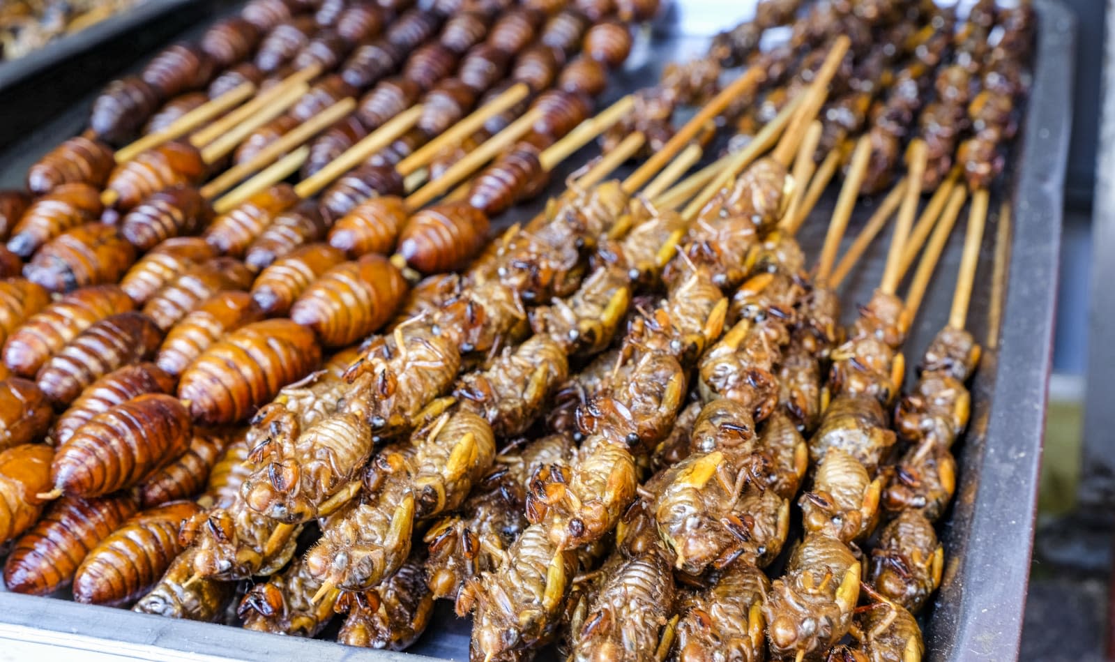 Get ready to eat bugs if you want to live beyond 2050 - Yahoo Money