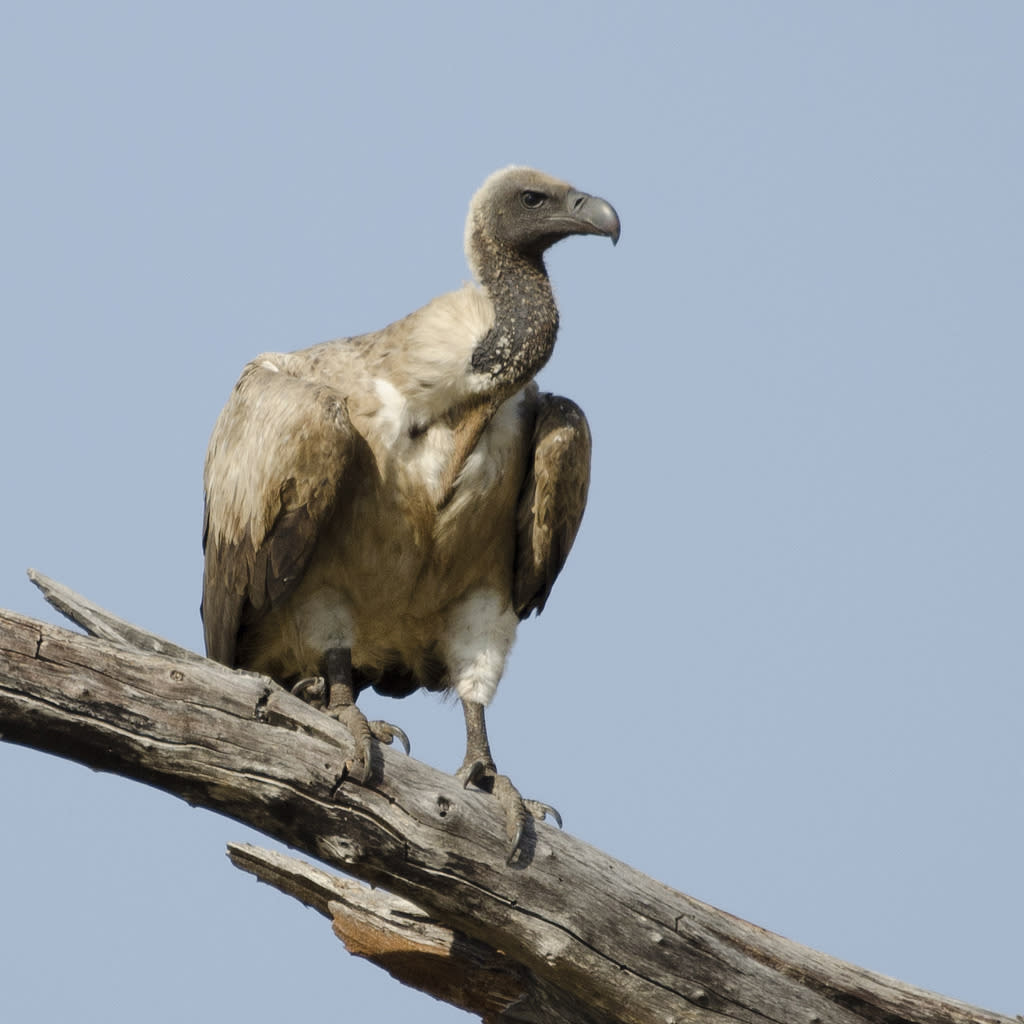 African White Backed Vulture By Iankatebruces Wildlife