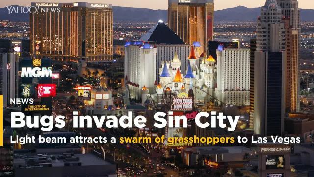 Huge light beam triggers invasion of grasshoppers in Las Vegas