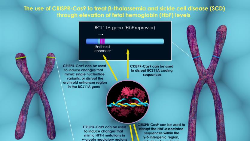 3d render that shows few possible ways to treat beta-thalassemia and sickle cell disease through increase in fetal hemoglobin (HbF) levels